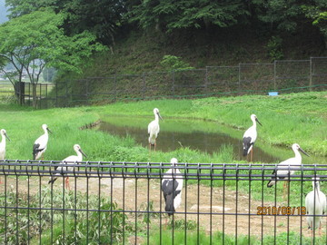 隣県にコウノトリがいます