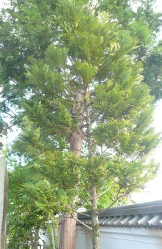明日なろう~