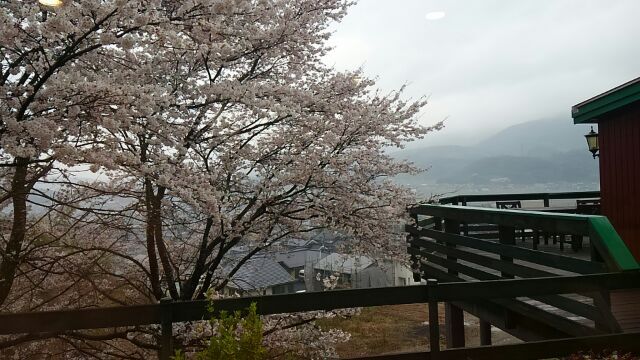 瓦版会員さんのヒルズ山科へ桜の花見