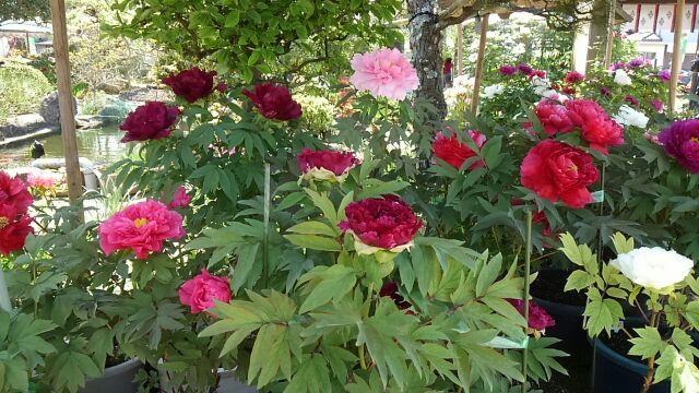 5月…花盛り