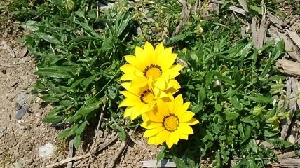 太陽のような花、花の名は?