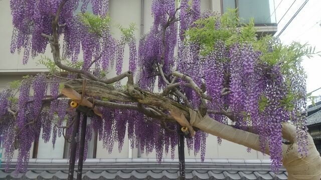 花の名前わかりました