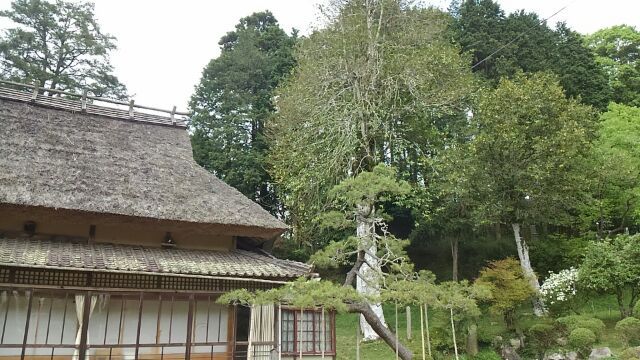 樹齢400年のタラヨウ