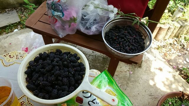 クワの実って、すごい!!