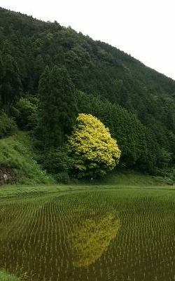 今が最高の見ごろ!