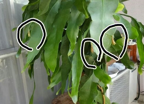 つぼみ、大丈夫でした