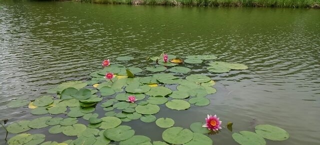 奥津の奥、やはり、水の郷ですわ
