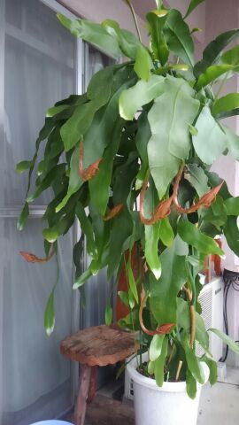 今夜は無理かも…