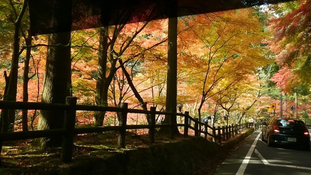 まだまだ、これからモット紅葉しますよ
