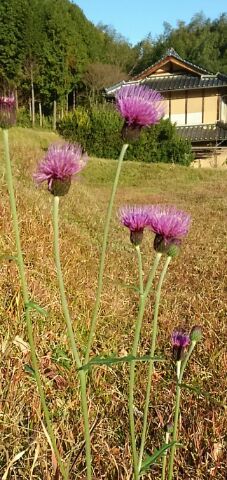 気候がわけわからない…花たち