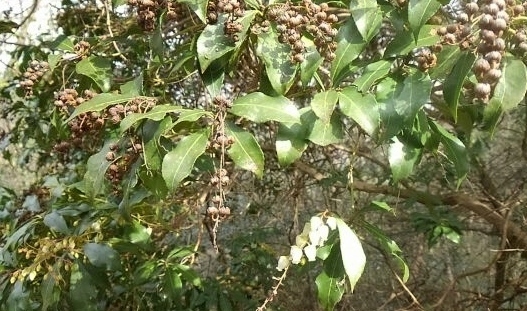 馬酔木(アセビ)