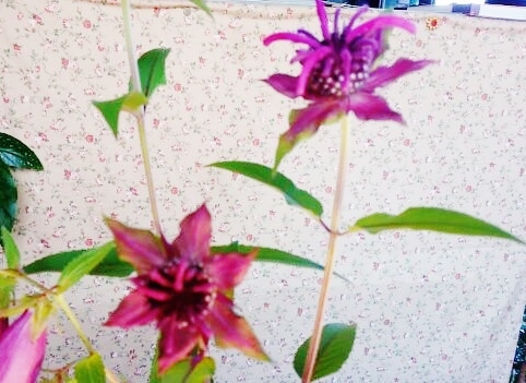 燃え続ける思い