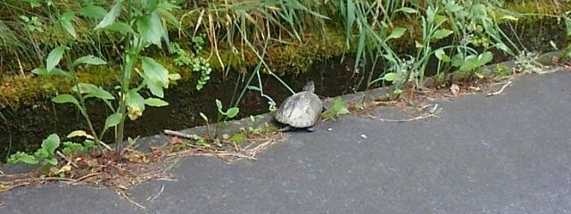 考えるカメ