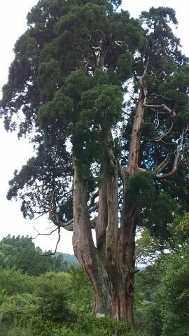 目の前に現れた巨木にビックリ