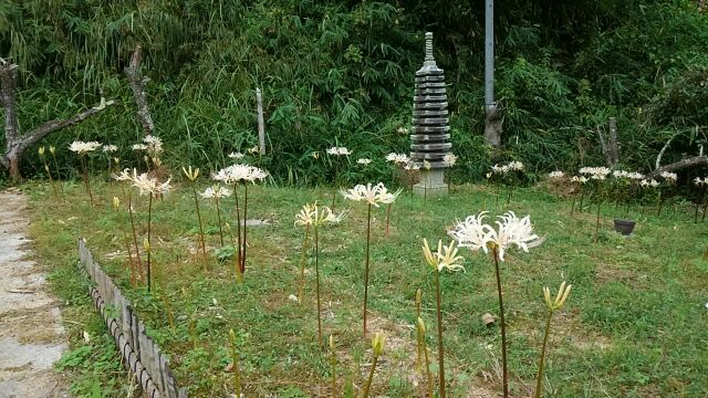 白色の彼岸花群生