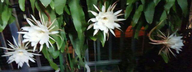 今夜、4個満開です