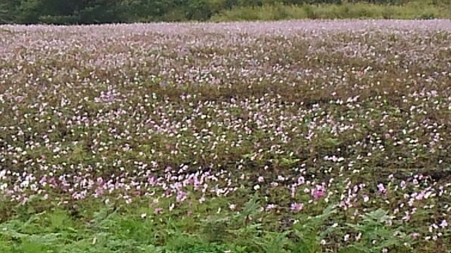 秋の朝、おはようございます。