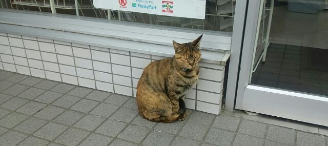 可愛い　ノラちゃん