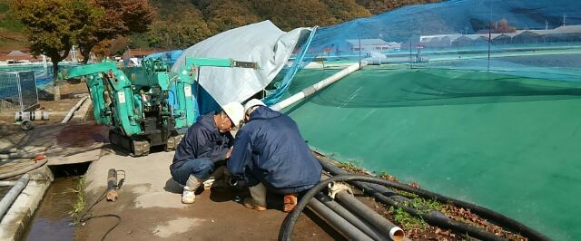 最高級の桃太郎鯉の為の井戸現場