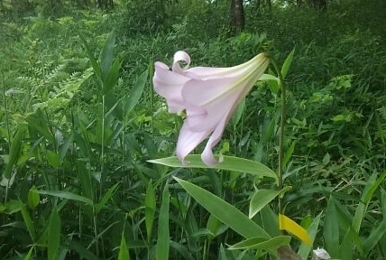 神楽尾公園のささゆり✾