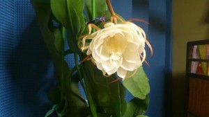 見事に開花∞∞∞