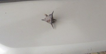 牛の顔、角みたいだわ