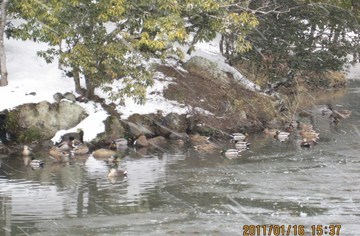 雪降る衆楽園