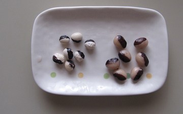 パンダ豆って