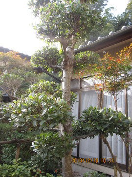 庭木のローリエ