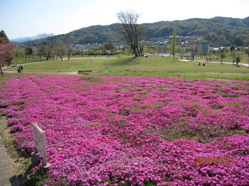 グリンヒルズの芝桜