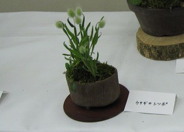 野草の、ウサギのしっぽ