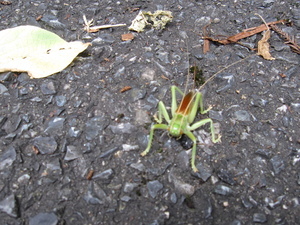 新種発見か?…と