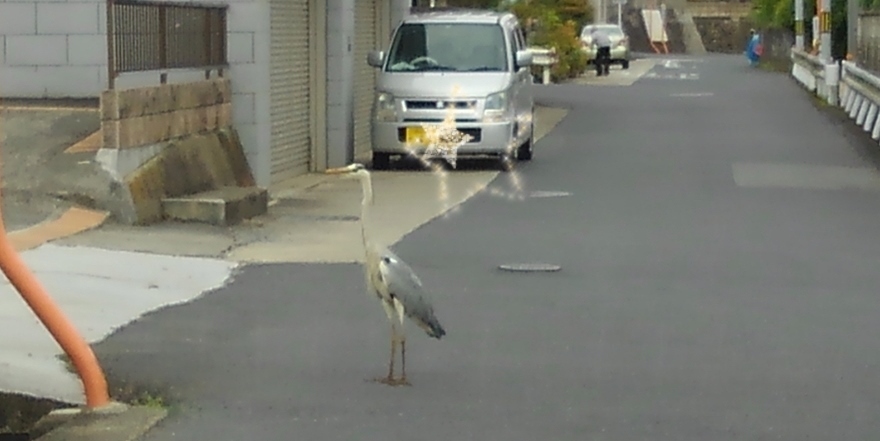 アオサギとにらめっこ　(@_@)