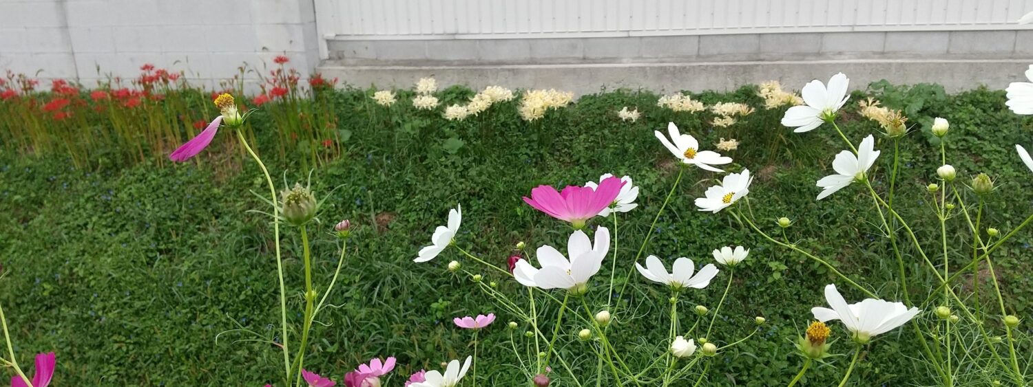 秋色満開