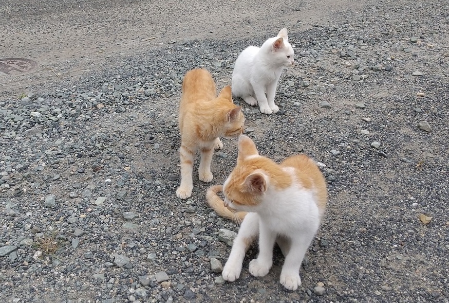 可愛いぃね！！(=^・^=)