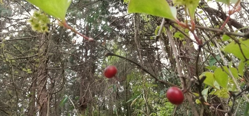 ふじの花といばら