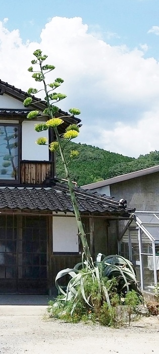 100年に一度咲く花と言われている