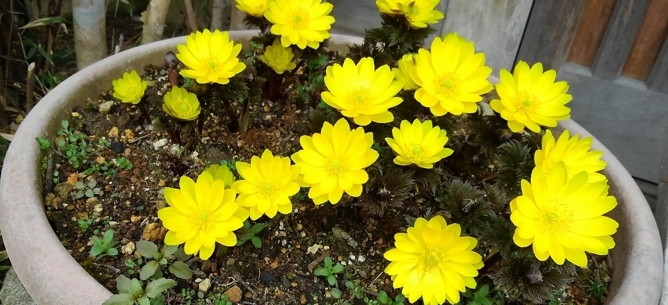 見事な黄色…福寿草