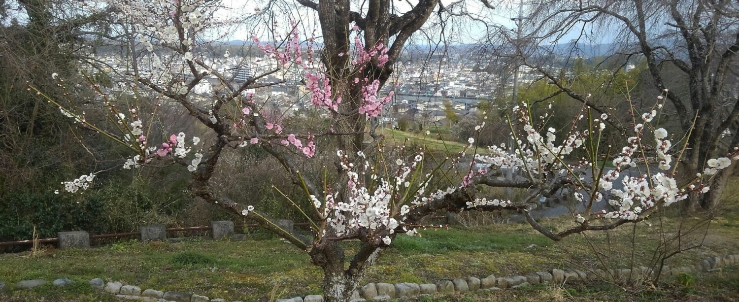 ❀ 梅は満開 ❀