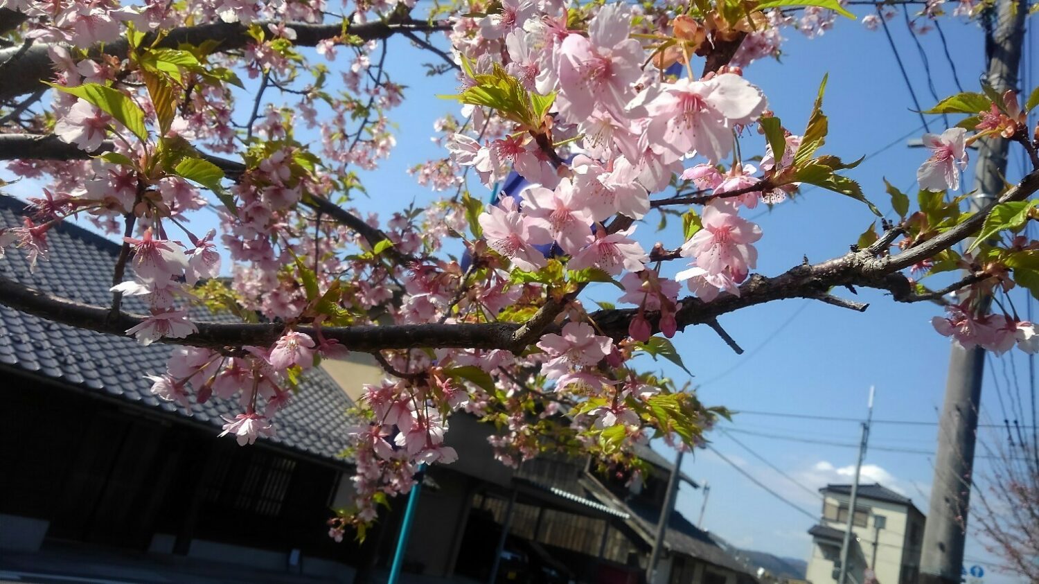 ヤマザクラ満開でした