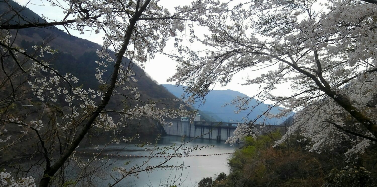 久し振りに津川ダム
