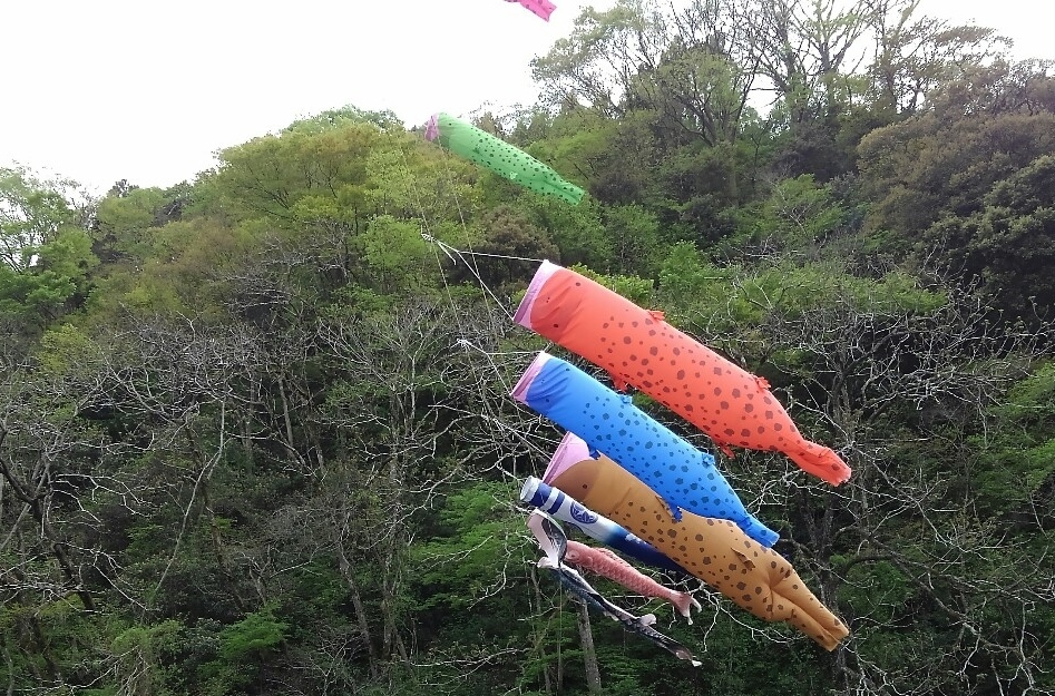 サンショウウオでした