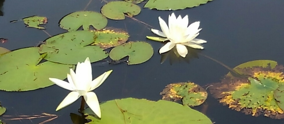 10日(土曜日)の衆楽公園