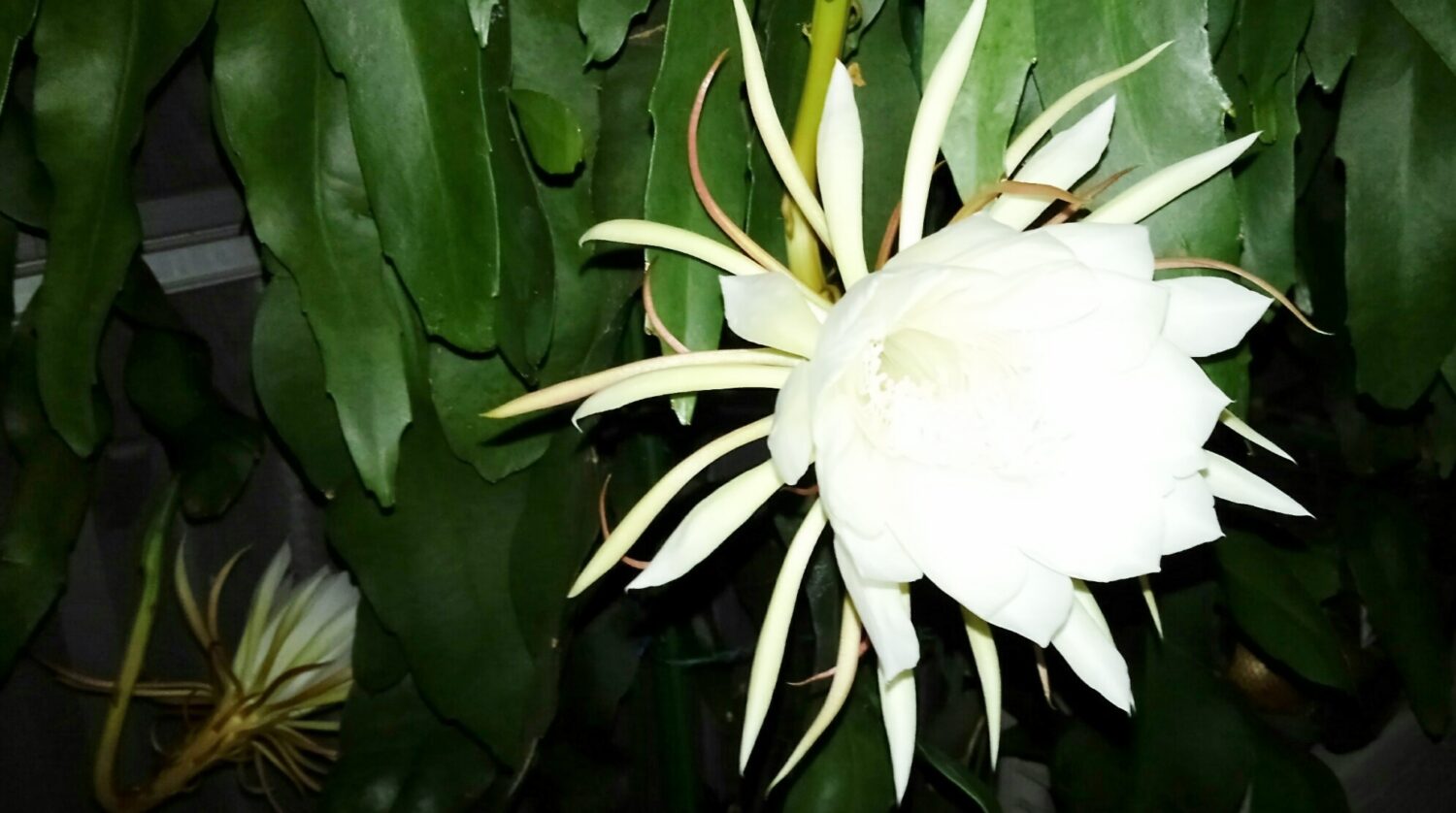 月下美人…花盛り❀