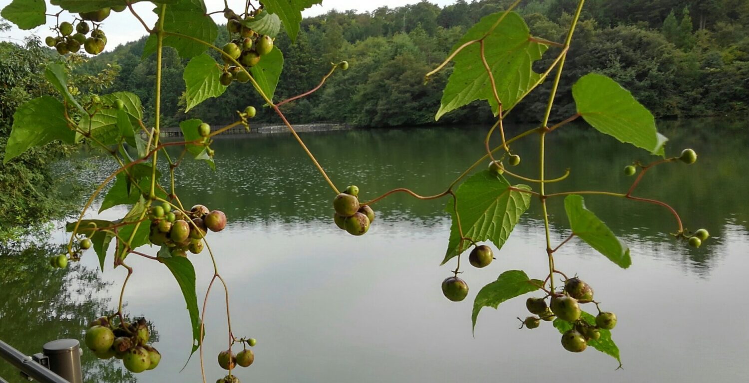 鹿さんの足跡…かも…