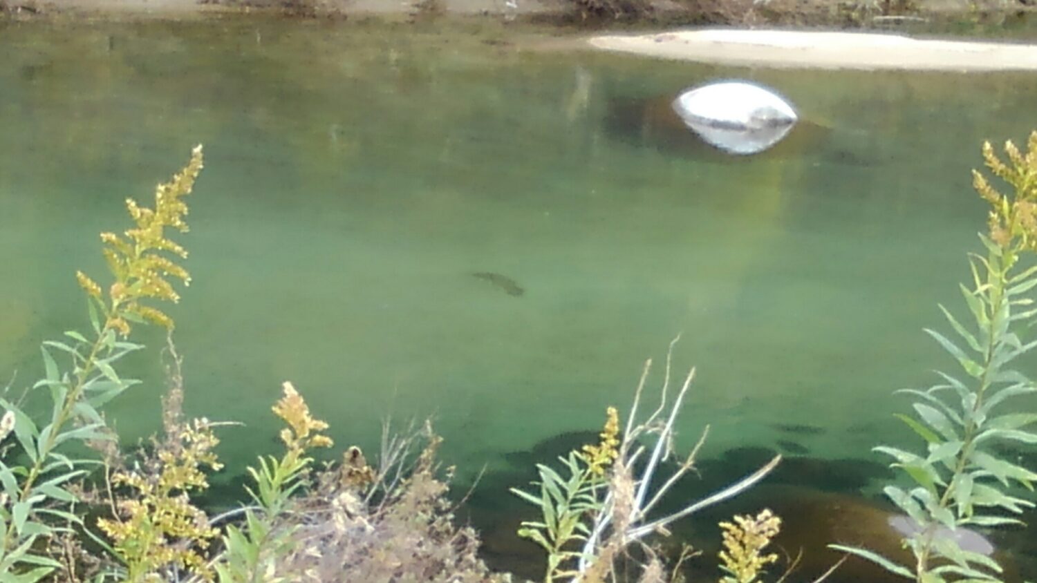 山椒魚???
