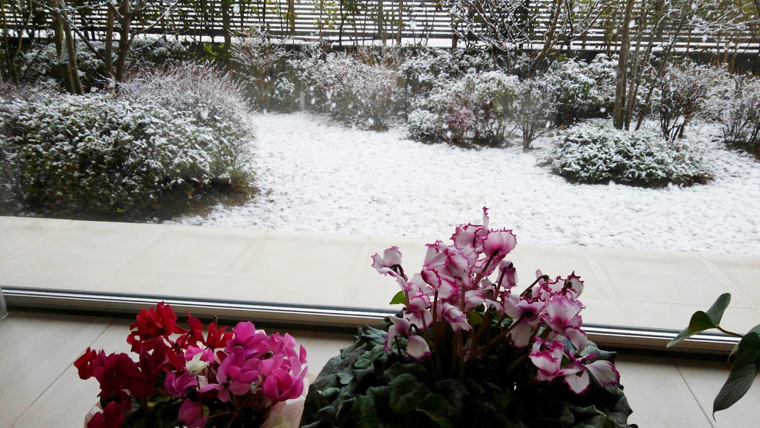 朝、あっという間に積もりました❄❄❄