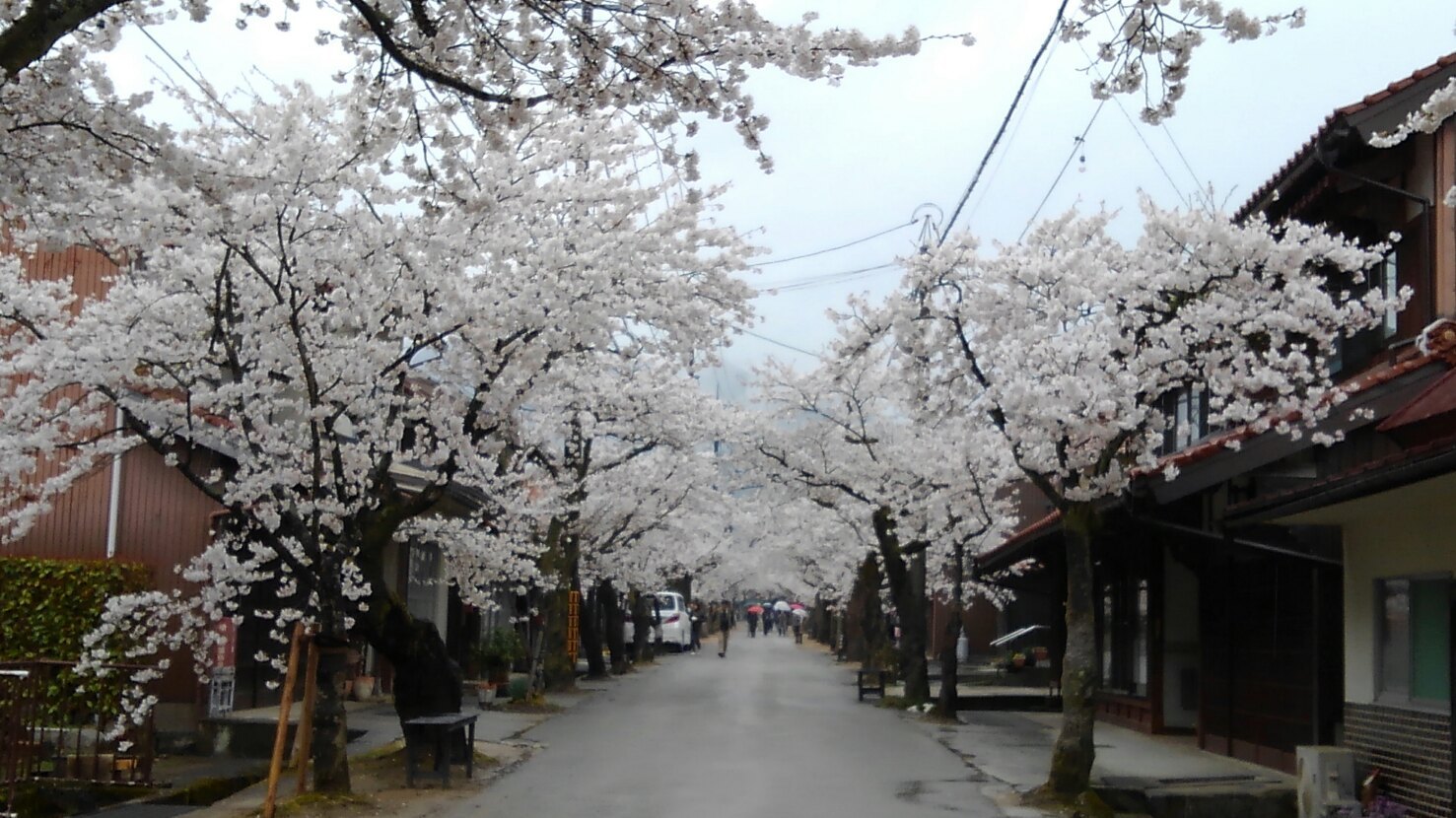 新庄のがいせん桜