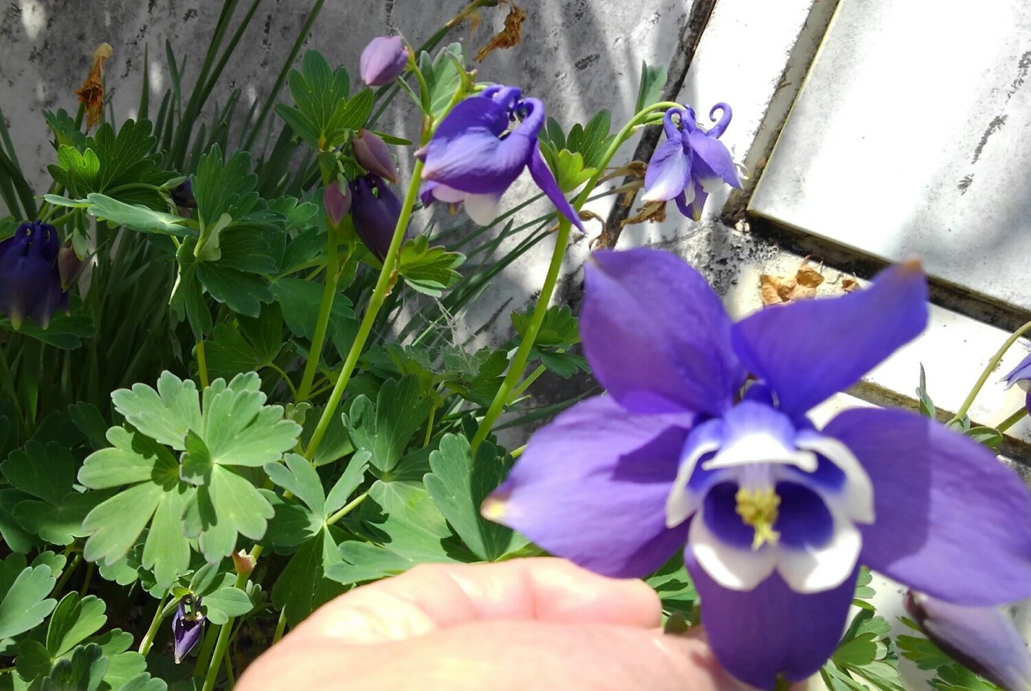 お客様宅で咲いていた❀