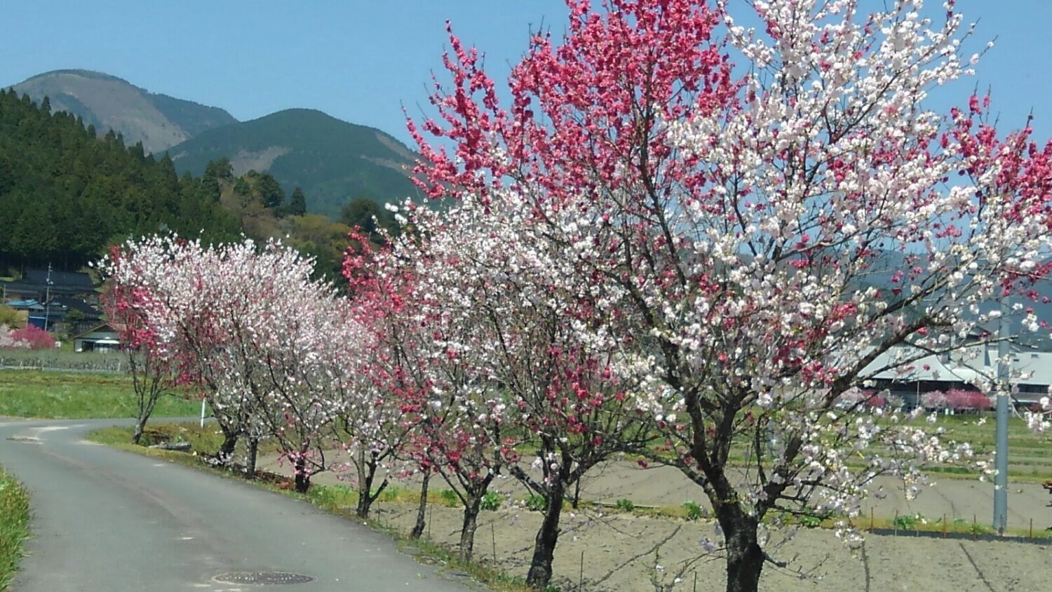 素敵な街道
